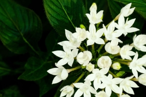  pentas lanceolata 花 白色 花瓣 树叶 4k壁纸 3840x2160