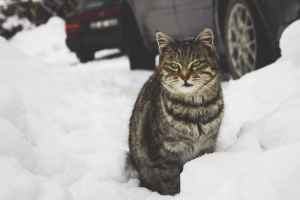 猫 绿眼睛 雪地 4k壁纸 3840x2160