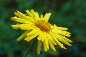  doronicum 花瓣 花 滴 黄色 4k壁纸 3840x2160