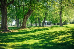 夏天,公园,树林,绿色草地,风景图片