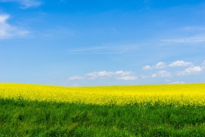 油菜花香4K风景壁纸