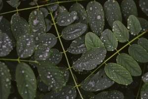 树叶 水滴 宏 树枝 植物 4k壁纸 3840x2160