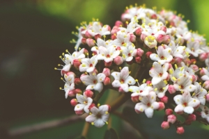 小花高清图片素材