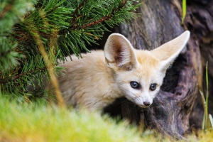  fennec狐狸 动物 树 树皮 野生动物 4k壁纸 3840x2160