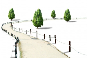 道路和树