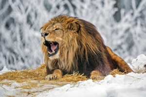 狮子 咧嘴笑 鬃毛 捕食者 大猫 雪 冬季 4k壁纸 3840x2160