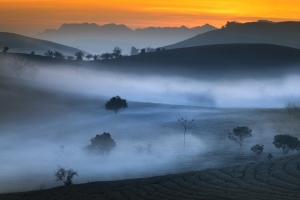 山 茶园 早晨 雾 5k风景壁纸