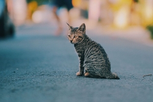 小猫 猫 条纹 可爱 宠物 4k壁纸 3840x2160