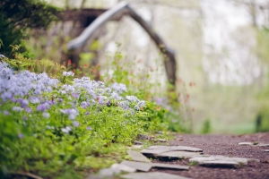 紫色小花乡间小路