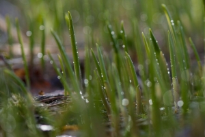 草 滴 水 雨 宏观 绿色 4k壁纸 3840x2160