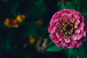 百日草 花 粉红色 植物 装饰 4k壁纸 3840x2160