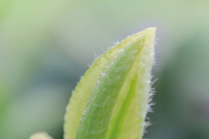 崂山绿茶茶芽5