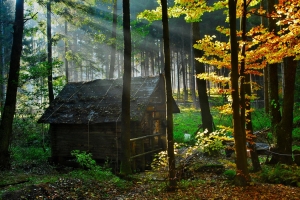 小屋,森林,阳光,自然风景图片