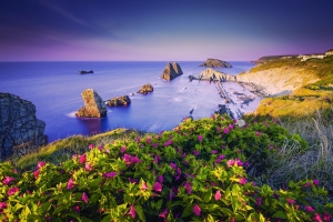 海,岩石,夏天,鲜花,风景图片