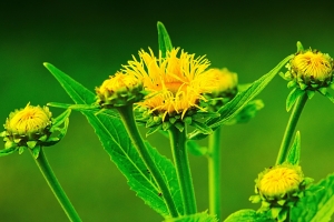 黄色鲜花 植物 4K壁纸