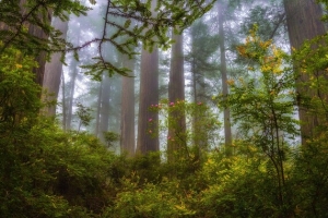 茂密深林绿色海报背景