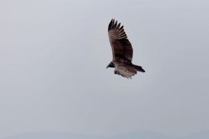 鹰 鸟 飞行 天空 翅膀 4k壁纸 3840x2160