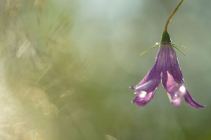 风铃草 水滴 花 紫色 模糊 4k壁纸 3840x2160