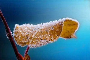 霜降节气霜叶植物蓝色元素