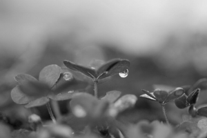 植物 叶 滴 水 宏 雨 黑白 4k壁纸 3840x2160