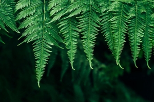 蕨类植物 叶子 植物 模糊 焦点 4k壁纸 3840x2160