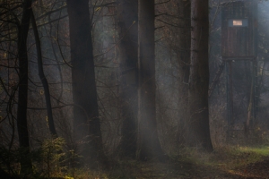 秋天风景森林阳光树林小路3840x1080双屏电脑壁纸