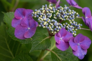 绣球花 花 花瓣 叶子 植物 宏观 4k壁纸 3840x2160