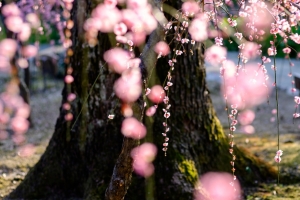 春天樱花树风景图片