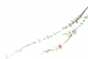 枝条