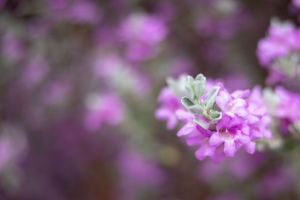 白叶 花 花序 紫色 春季 4k壁纸 3840x2160