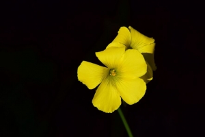 草 花 黄色 对比 黑色背景 小 特写 4k壁纸 3840x2160