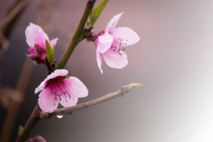 春天 草地 桃花 梨花 渐变透明 元素8