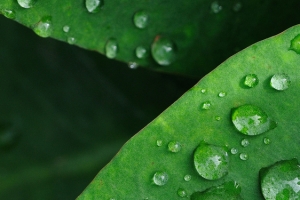 雨滴绿色背景