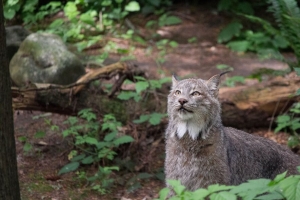 山猫 捕食者 动物 野生动物 4k壁纸 3840x2160