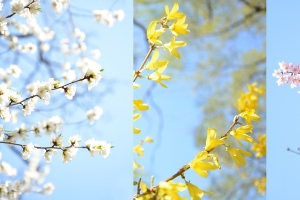 花樱花黄花白花粉色花卡片