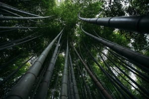 自然竹林风景壁纸