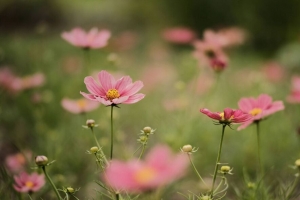 化妆品 花 花瓣 粉红色 模糊 4k壁纸 3840x2160