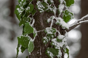 树 树叶 雪 植物 绿色 4k壁纸 3840x2160