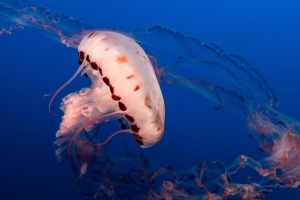 水母 触手 海底世界 水族馆 海洋 4k壁纸 3840x2160