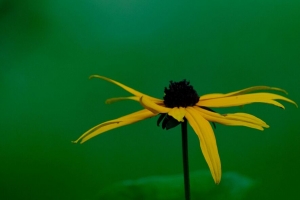  rudbeckia shirta 花 花瓣 自然 宏观 模糊 4k壁纸 3840x2160