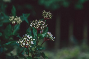 花 植物 芽 白色 绿色 模糊 宏观 4k壁纸 3840x2160