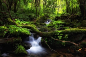 绿色苔藓山间小溪海报背景