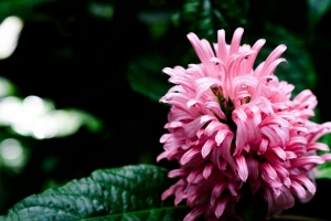  justicia carnea 花 花序 花瓣 宏观 4k壁纸 3840x2160