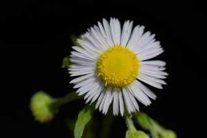  fleabane 花 花瓣 黑色背景 4k壁纸 3840x2160