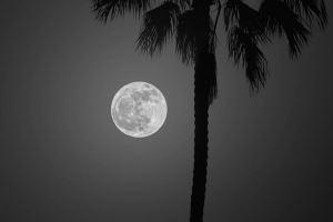 棕榈树 月亮 夜晚 剪影 深色 4k壁纸 3840x2160