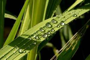 树叶 植物 水滴 潮湿 绿色 宏观 4k壁纸 3840x2160