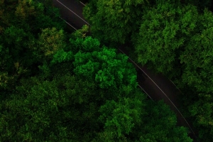 道路 树木 鸟瞰图 树梢 绿色 4k壁纸 3840x2160