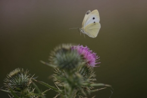  pieris 蝴蝶 花 模糊 宏 荆棘 4k壁纸 3840x2160