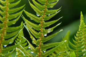 蕨类 植物 水滴 宏 绿色 4k壁纸 3840x2160