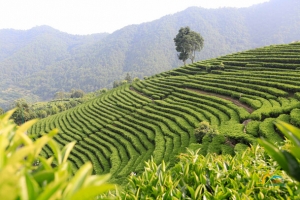 梦幻绿色茶山生态园